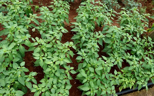 1668051653102289.png image.png