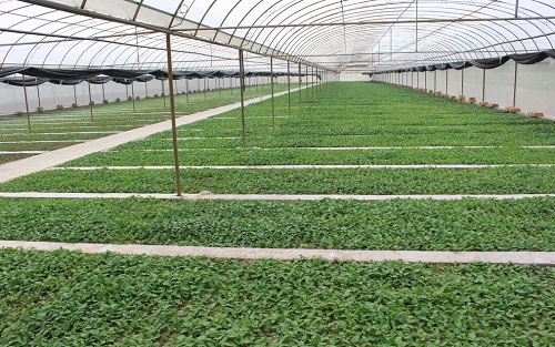 種植效率變低，不測不知道！大棚蔬菜土壤酸化竟然如此嚴重！