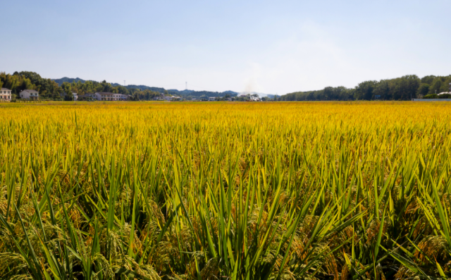 土壤成分分析儀可以實現針對性施肥（土壤檢測儀內置測土配方施肥系統）