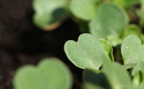 城市綠化工程土壤儀器設備方案